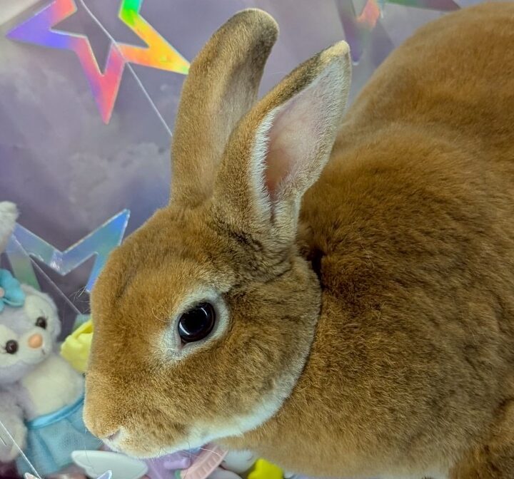 こころみたすペット思い出セレモニーにて葬儀したペットちゃん | じろきちくん