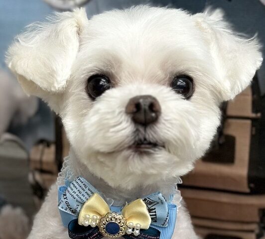 こころみたすペット思い出セレモニーにて葬儀したペットちゃん | ほろろんくん