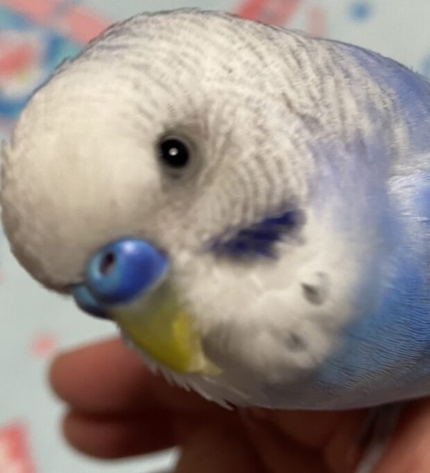 ポコくん | こころみたす ペット思い出セレモニー
