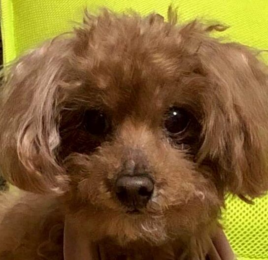 こころみたすペット思い出セレモニーにて葬儀したペットちゃん | リリーちゃん