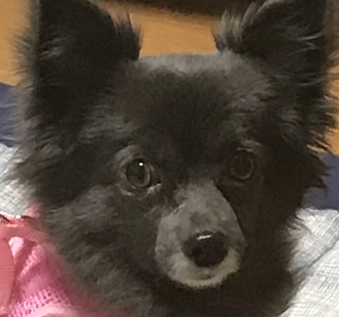 こころみたすペット思い出セレモニーにて葬儀したペットちゃん | 鈴音ちゃん