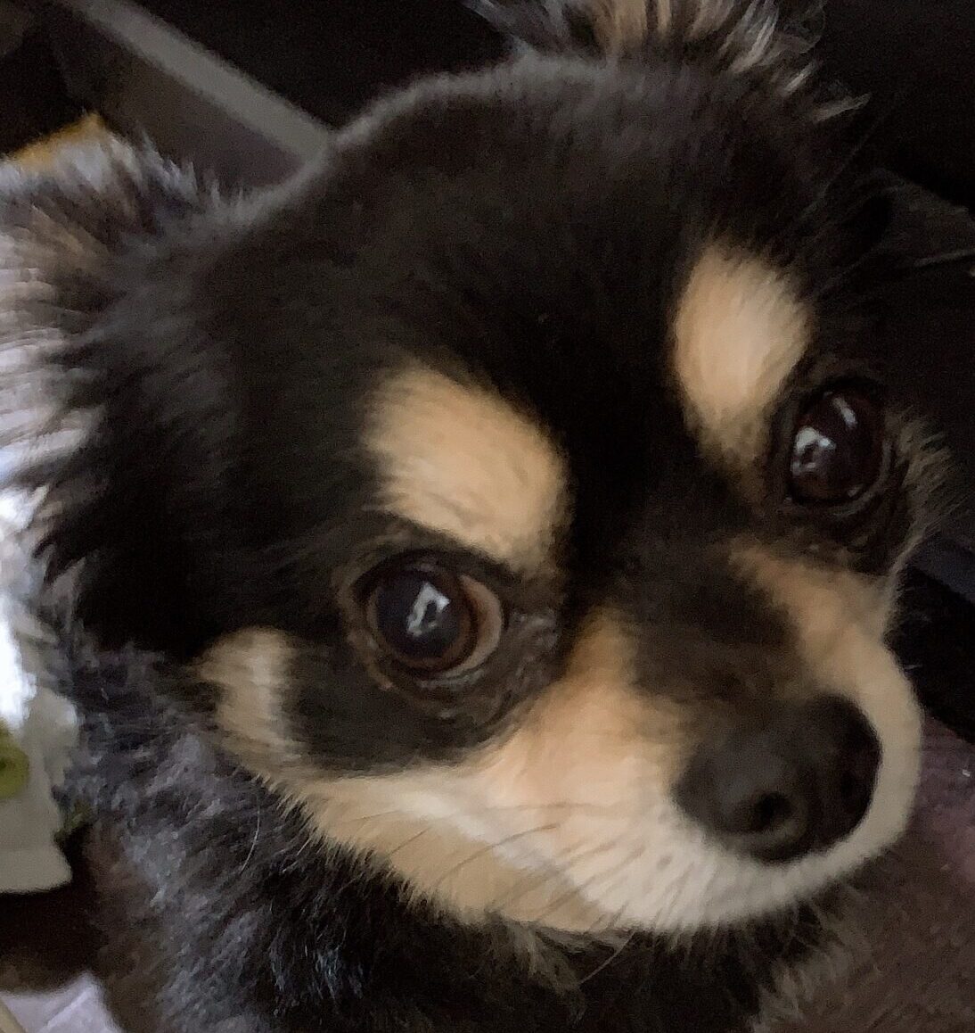 こころみたすペット思い出セレモニーにて葬儀したペットちゃん | クゥーくん