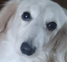 こころみたすペット思い出セレモニーにて葬儀したペットちゃん | アルくん