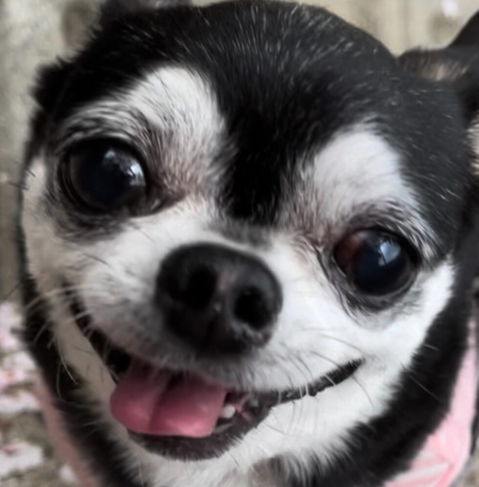 こころみたすペット思い出セレモニーにて葬儀したペットちゃん | そらくん