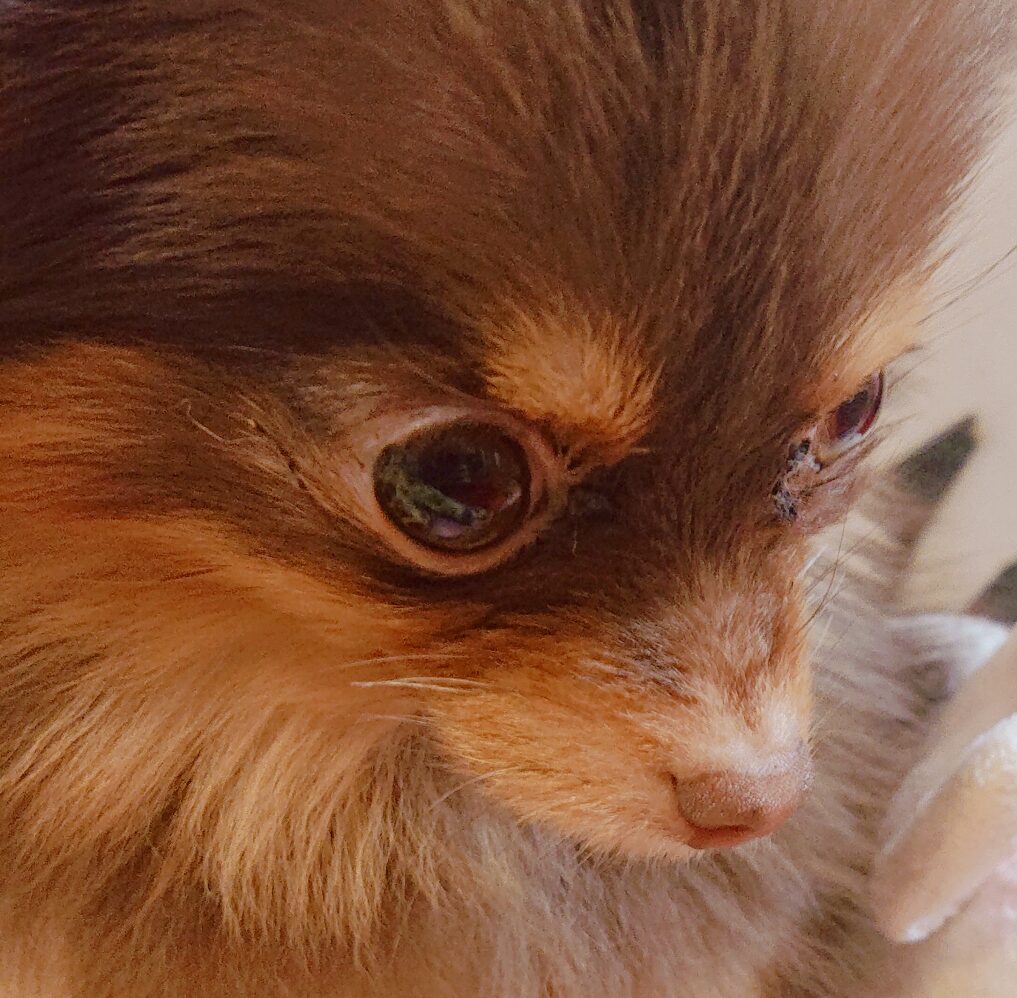 こころみたすペット思い出セレモニーにて葬儀したペットちゃん | ふにちゃん