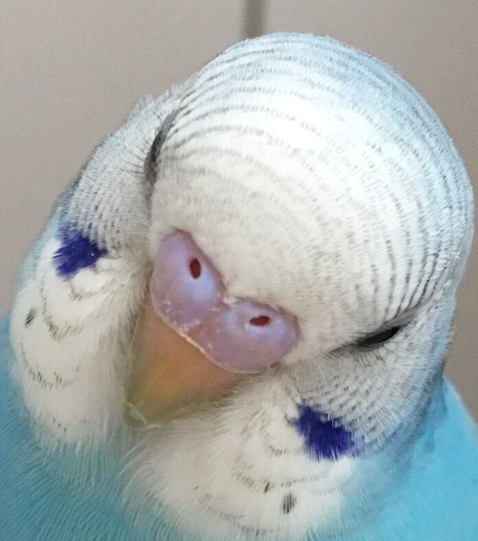 こころみたすペット思い出セレモニーにて葬儀したペットちゃん | ポポくん
