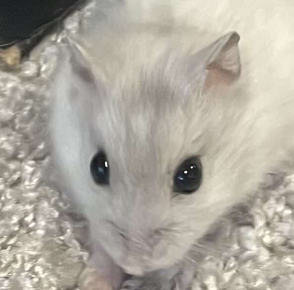 こころみたすペット思い出セレモニーにて葬儀したペットちゃん | しろちゃん