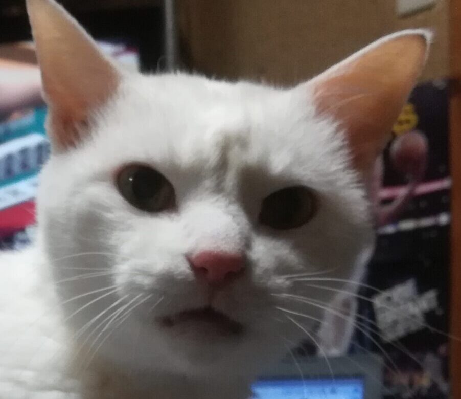 こころみたすペット思い出セレモニーにて葬儀したペットちゃん | ミルクくん