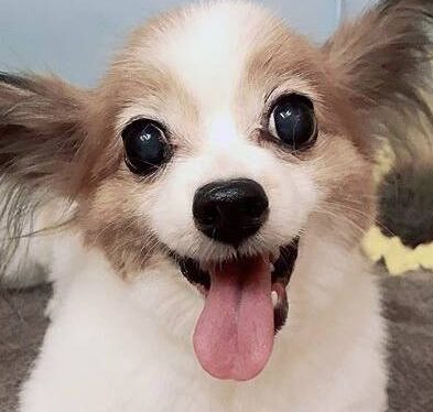 こころみたすペット思い出セレモニーにて葬儀したペットちゃん | ピピアンちゃん