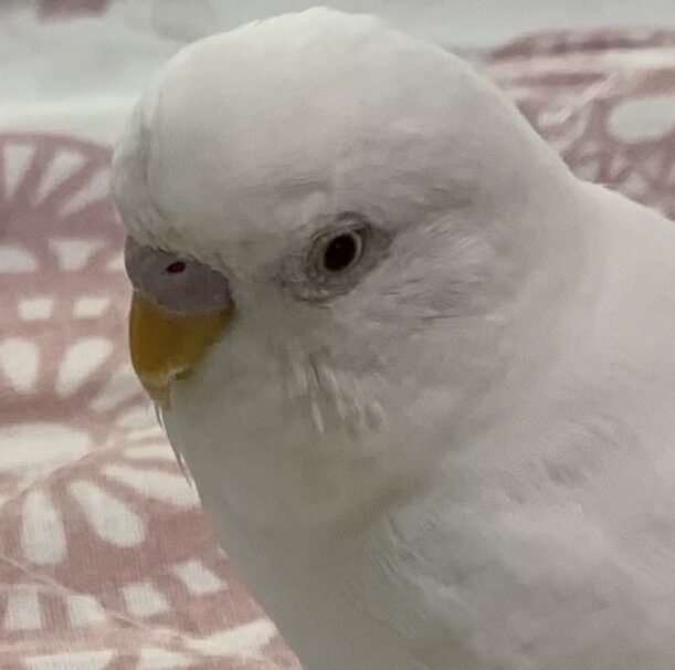 こころみたすペット思い出セレモニーにて葬儀したペットちゃん | モッチくん