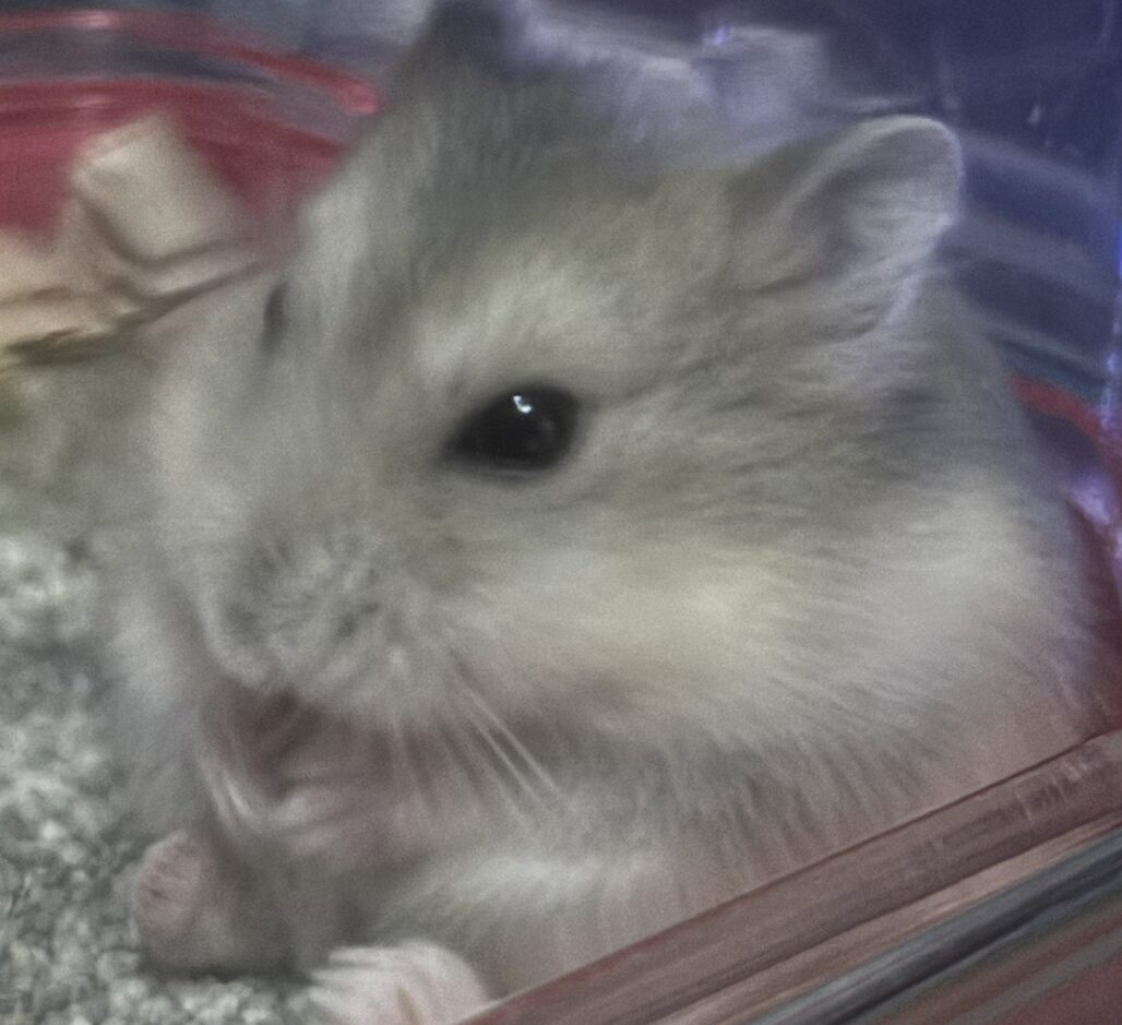 こころみたすペット思い出セレモニーにて葬儀したペットちゃん | レオくん