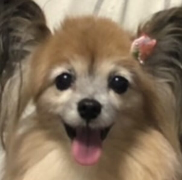 こころみたすペット思い出セレモニーにて葬儀したペットちゃん | チョコちゃん