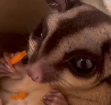 こころみたすペット思い出セレモニーにて葬儀したペットちゃん | ミドリちゃん