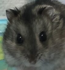 こころみたすペット思い出セレモニーにて葬儀したペットちゃん | 銀ちゃん
