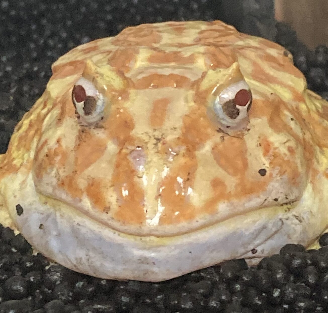 こころみたすペット思い出セレモニーにて葬儀したペットちゃん | ぼたもちくん