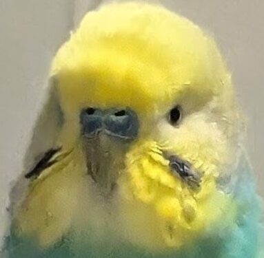 こころみたすペット思い出セレモニーにて葬儀したペットちゃん | レンくん