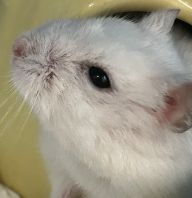 こころみたすペット思い出セレモニーにて葬儀したペットちゃん | マルちゃん