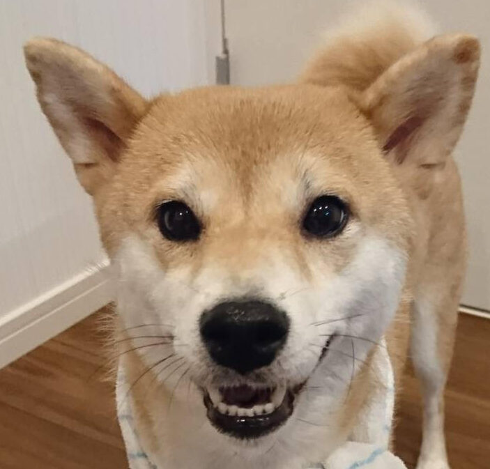 こころみたすペット思い出セレモニーにて葬儀したペットちゃん | 雪