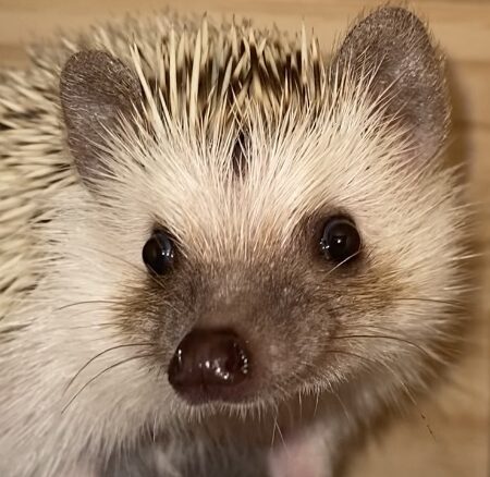 こころみたすペット思い出セレモニーにて葬儀したペットちゃん | すぅちゃん