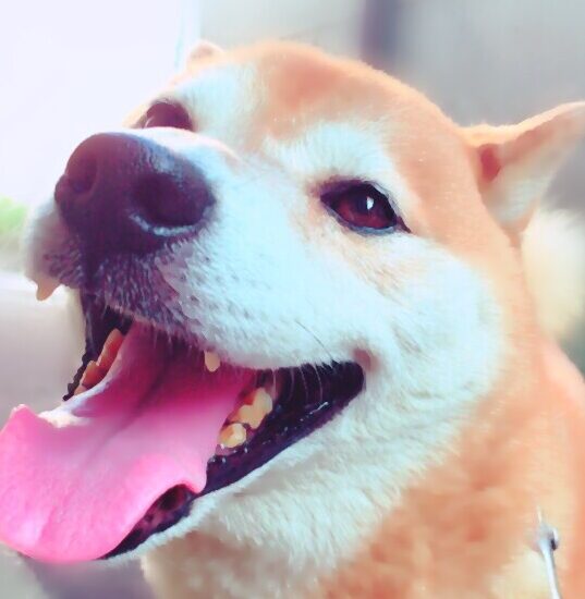 こころみたすペット思い出セレモニーにて葬儀したペットちゃん | クールくん