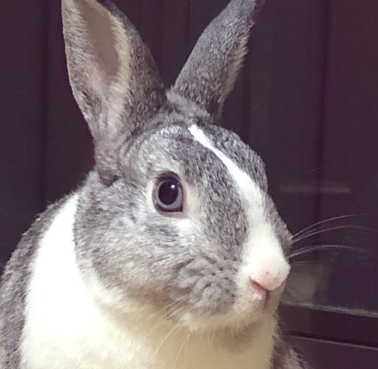 こころみたすペット思い出セレモニーにて葬儀したペットちゃん | 大福くん