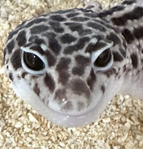 こころみたすペット思い出セレモニーにて葬儀したペットちゃん | レオンくん