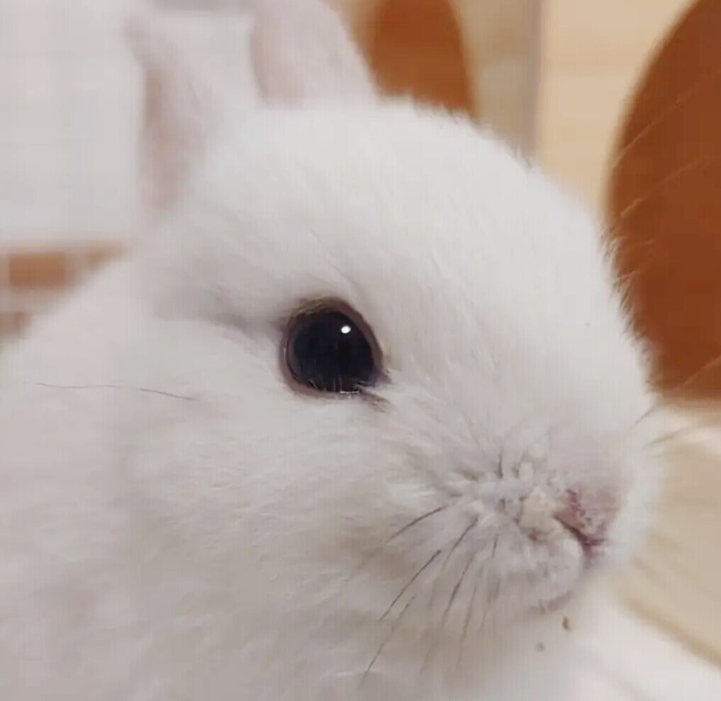 こころみたすペット思い出セレモニーにて葬儀したペットちゃん | 茶々丸くん