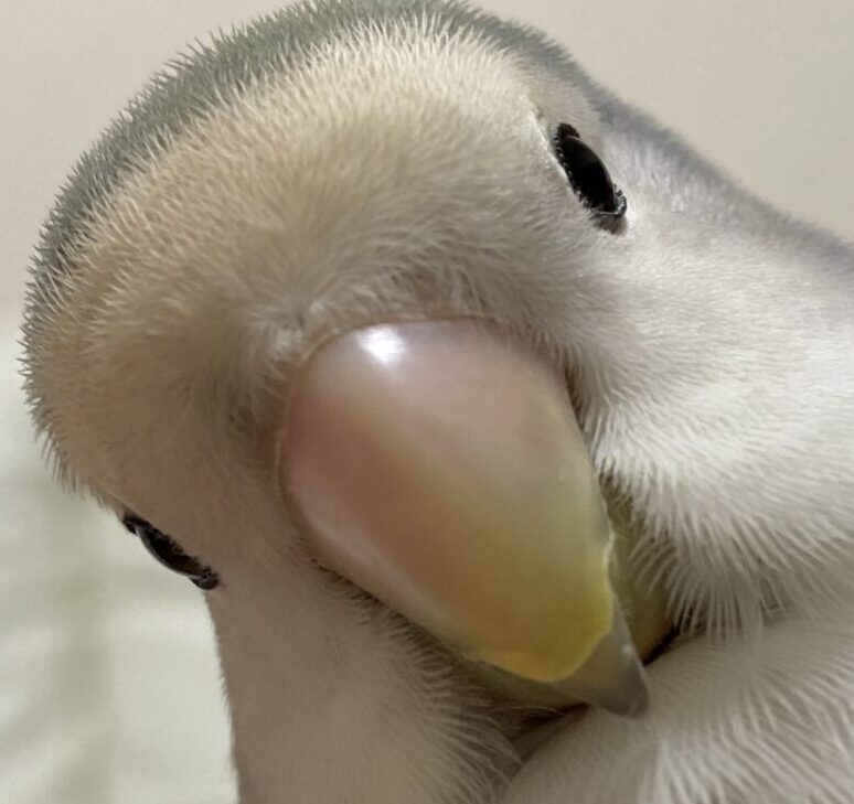 こころみたすペット思い出セレモニーにて葬儀したペットちゃん | ぴーちゃん