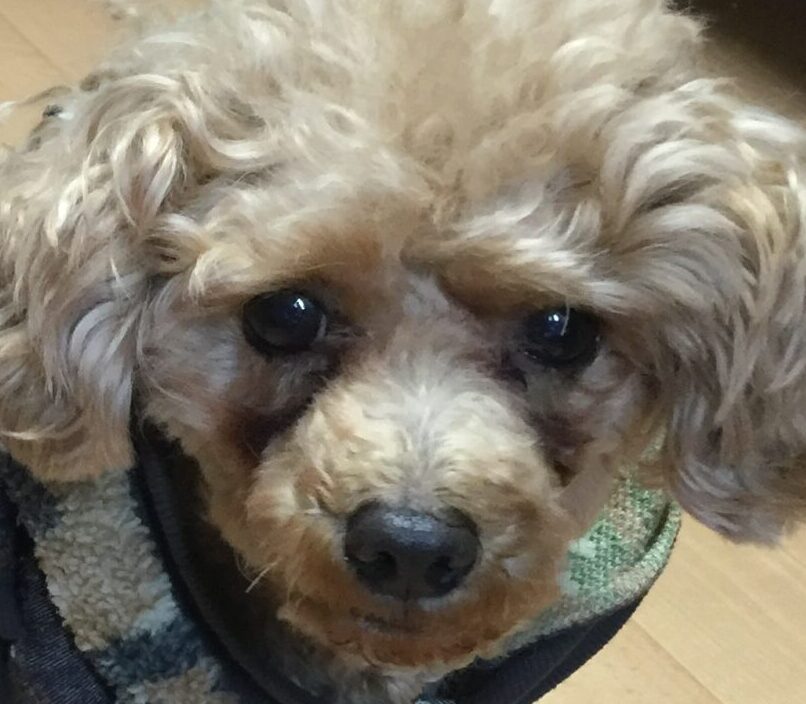 こころみたすペット思い出セレモニーにて葬儀したペットちゃん | クッキーくん