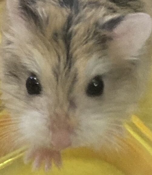 こころみたすペット思い出セレモニーにて葬儀したペットちゃん | なつみちゃん