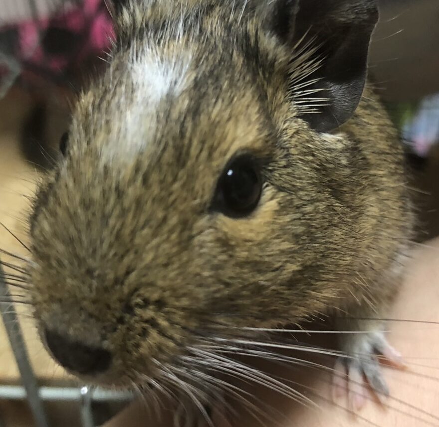 こころみたすペット思い出セレモニーにて葬儀したペットちゃん | ピーナッツちゃん