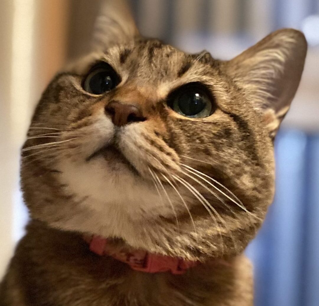 こころみたすペット思い出セレモニーにて葬儀したペットちゃん | みおんちゃん