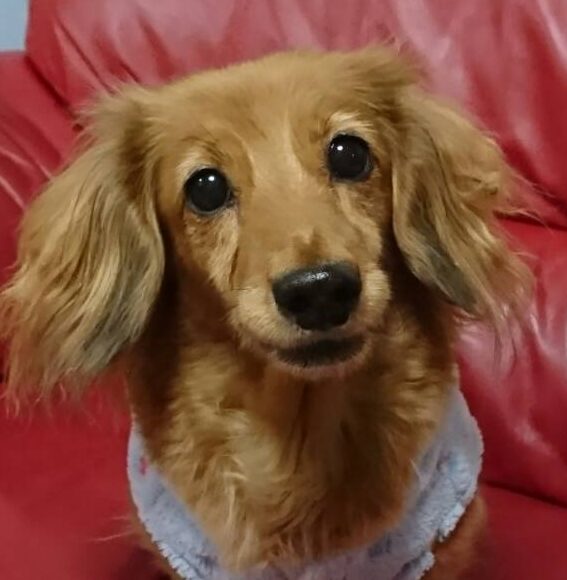 こころみたすペット思い出セレモニーにて葬儀したペットちゃん | チョコちゃん