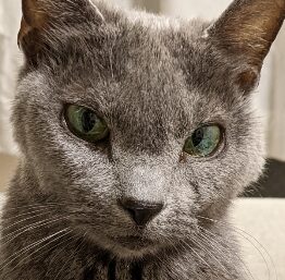 こころみたすペット思い出セレモニーにて葬儀したペットちゃん | ウォッカちゃん