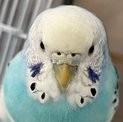 こころみたすペット思い出セレモニーにて葬儀したペットちゃん | そらちゃん