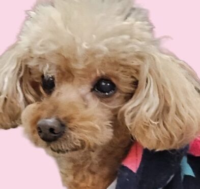 こころみたすペット思い出セレモニーにて葬儀したペットちゃん | ルナちゃん