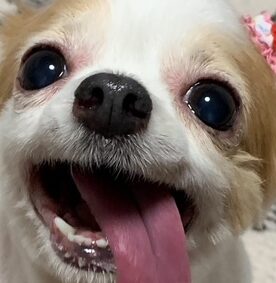 モコちゃん | こころみたす ペット思い出セレモニー