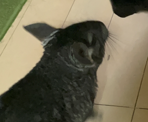 こころみたすペット思い出セレモニーにて葬儀したペットちゃん | 村上くん