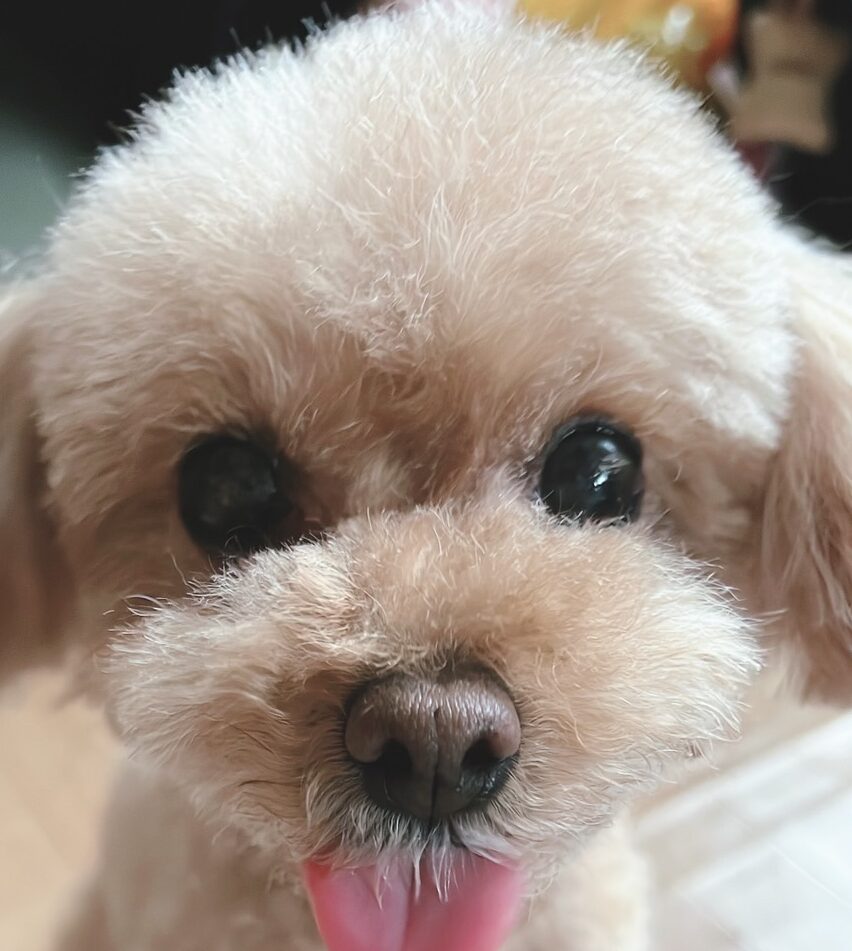こころみたすペット思い出セレモニーにて葬儀したペットちゃん | ルルちゃん
