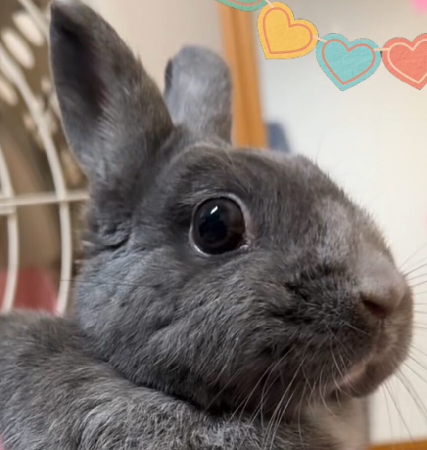 こころみたすペット思い出セレモニーにて葬儀したペットちゃん | りむちゃん