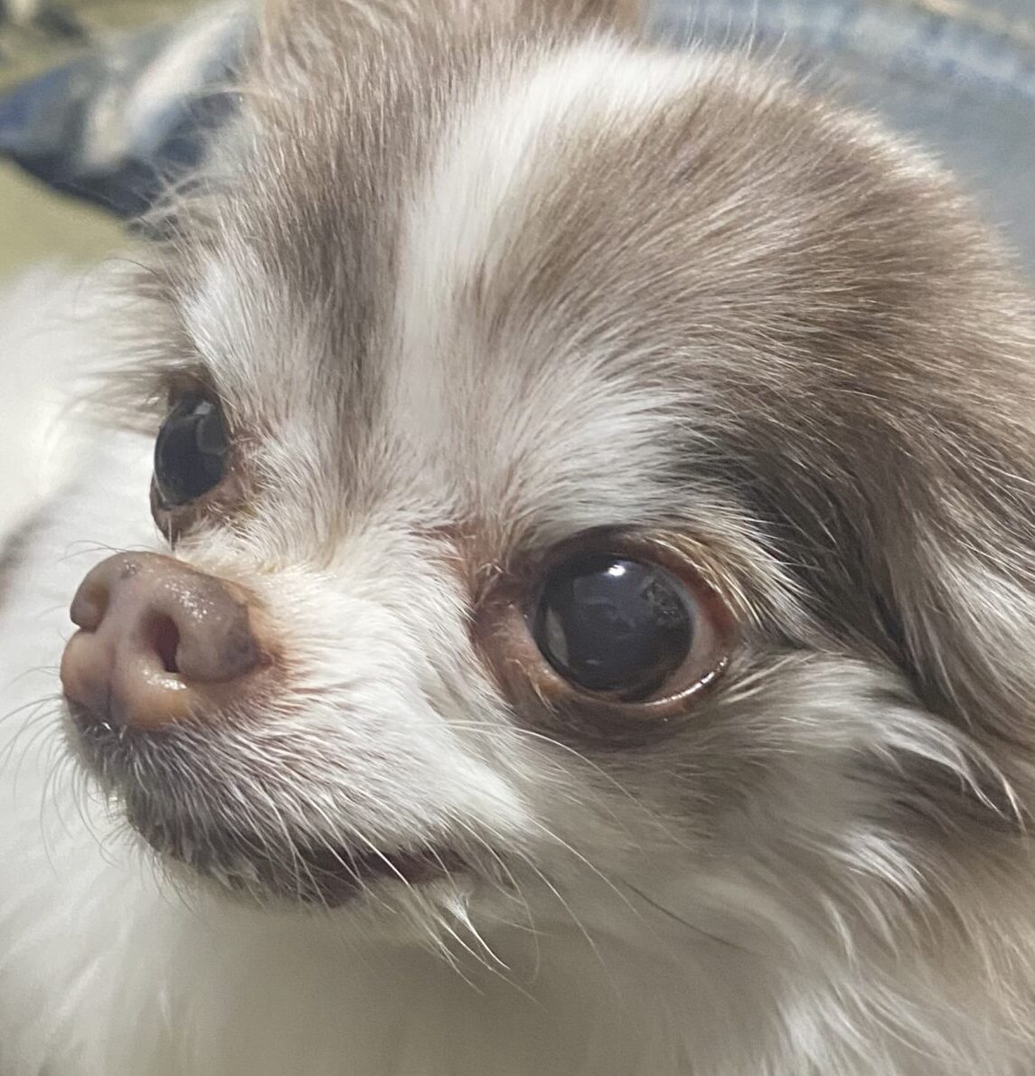 こころみたすペット思い出セレモニーにて葬儀したペットちゃん | チーズちゃん