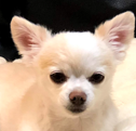 こころみたすペット思い出セレモニーにて葬儀したペットちゃん | シイクくん
