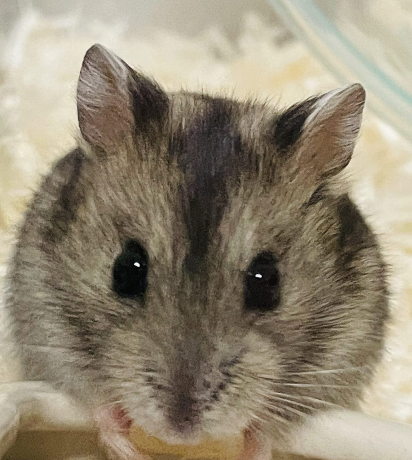 こころみたすペット思い出セレモニーにて葬儀したペットちゃん | さくらちゃん