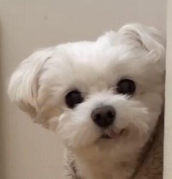 こころみたすペット思い出セレモニーにて葬儀したペットちゃん | ふーちゃん