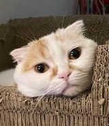 こころみたすペット思い出セレモニーにて葬儀したペットちゃん | 福くん