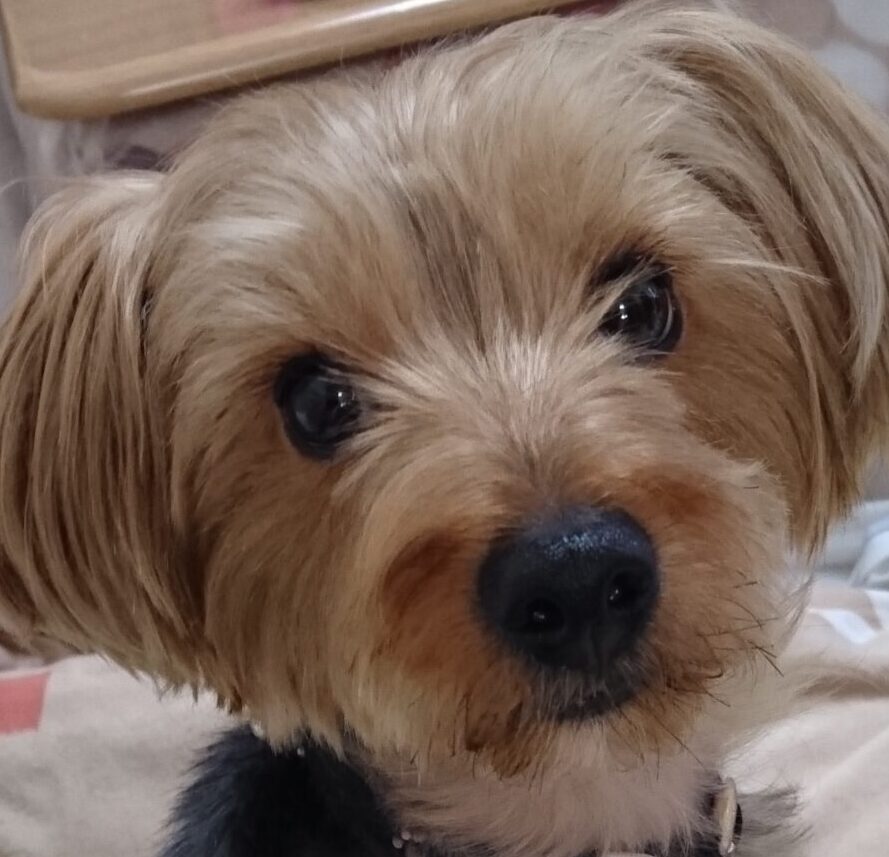 こころみたすペット思い出セレモニーにて葬儀したペットちゃん | 空くん