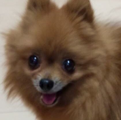 こころみたすペット思い出セレモニーにて葬儀したペットちゃん | ココちゃん
