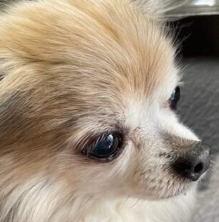茶々ちゃん | こころみたす ペット思い出セレモニー