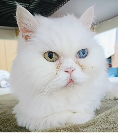 こころみたすペット思い出セレモニーにて葬儀したペットちゃん | ペロくん