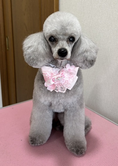 こころみたすペット思い出セレモニーにて葬儀したペットちゃん | リボンちゃん